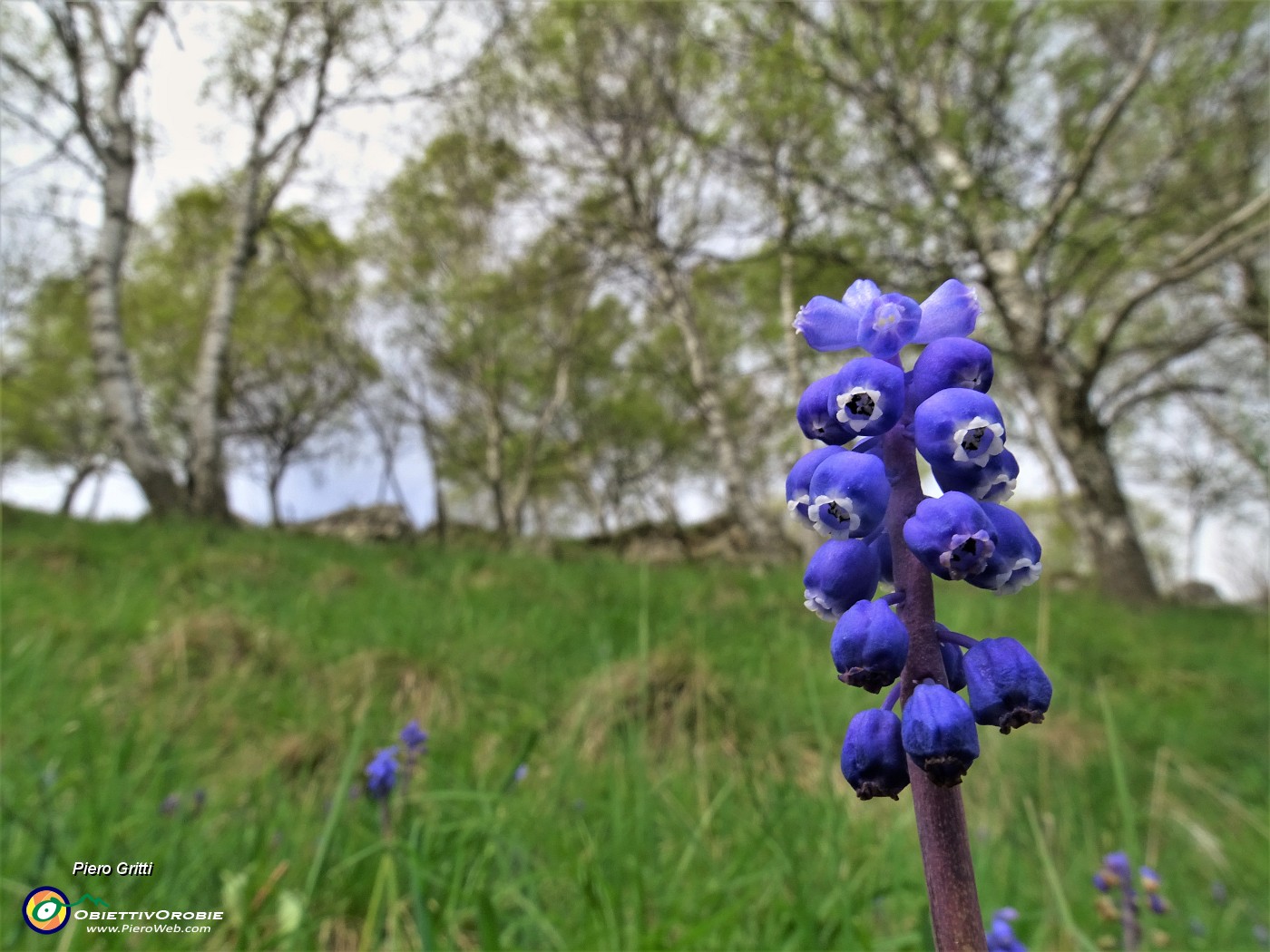 25 Fiore di Muscari.JPG